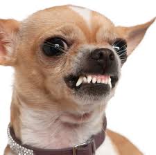 https://www.investorwize.com/wp-content/uploads/2015/10/mean-chihuahua.jpeg